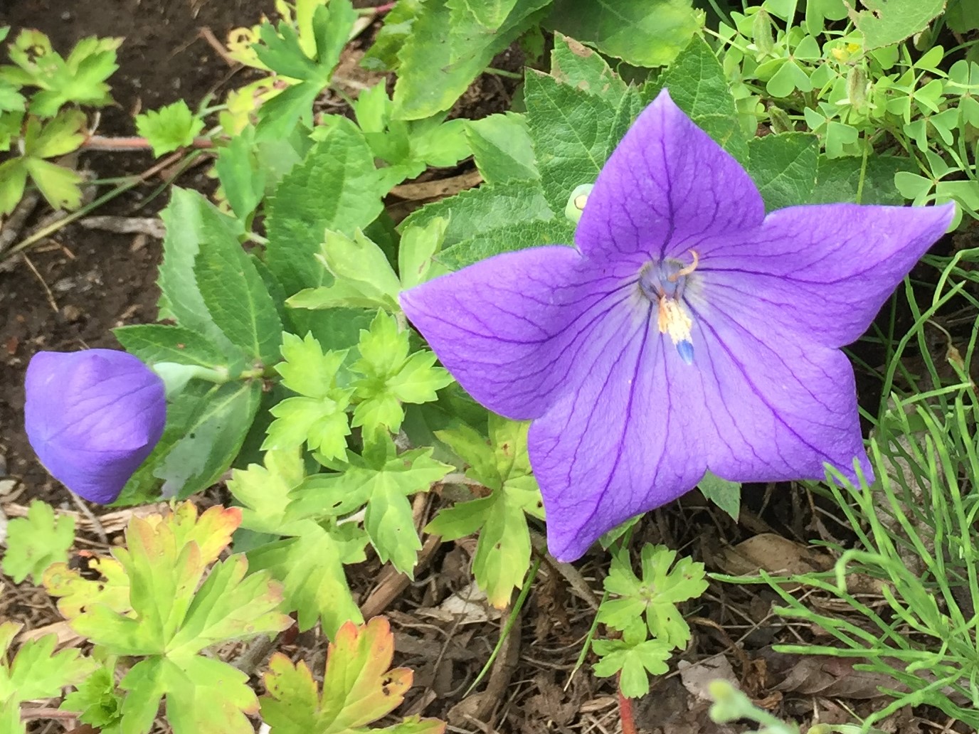 キキョウの花 キキョウの根 Naturallife80 17 9 栃木県宇都宮市のさくら堂漢方薬局 キキョウの花 キキョウの根 Naturallife80 17 9 栃木県宇都宮市のさくら堂漢方薬局