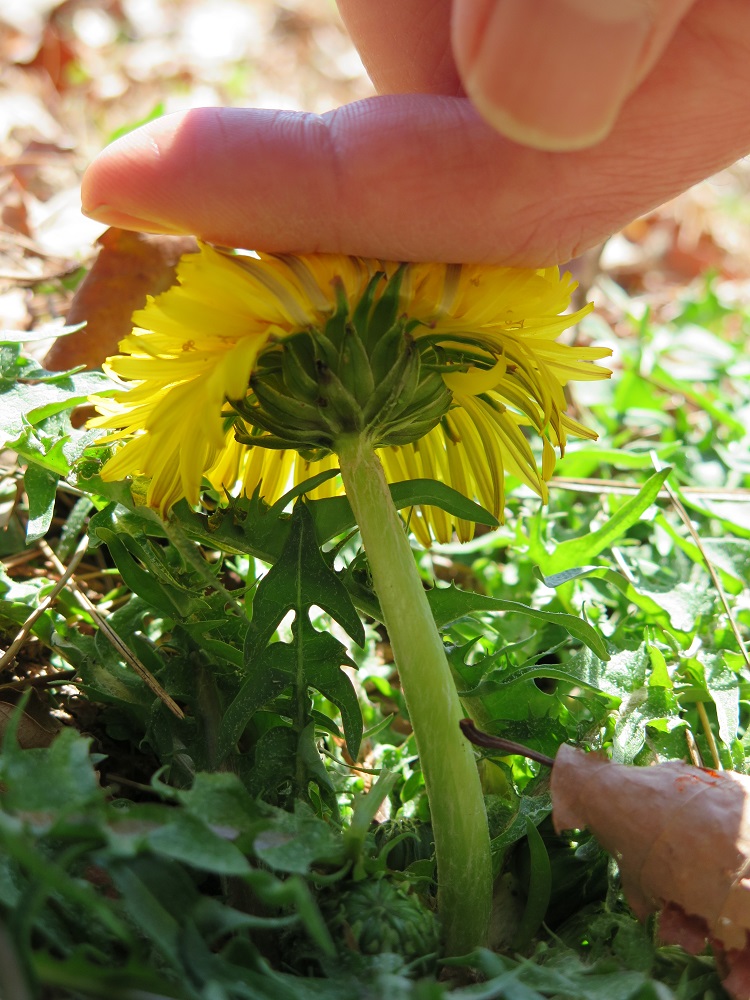 混乱するタンポポ事情《NaturalLife123_’22.4》