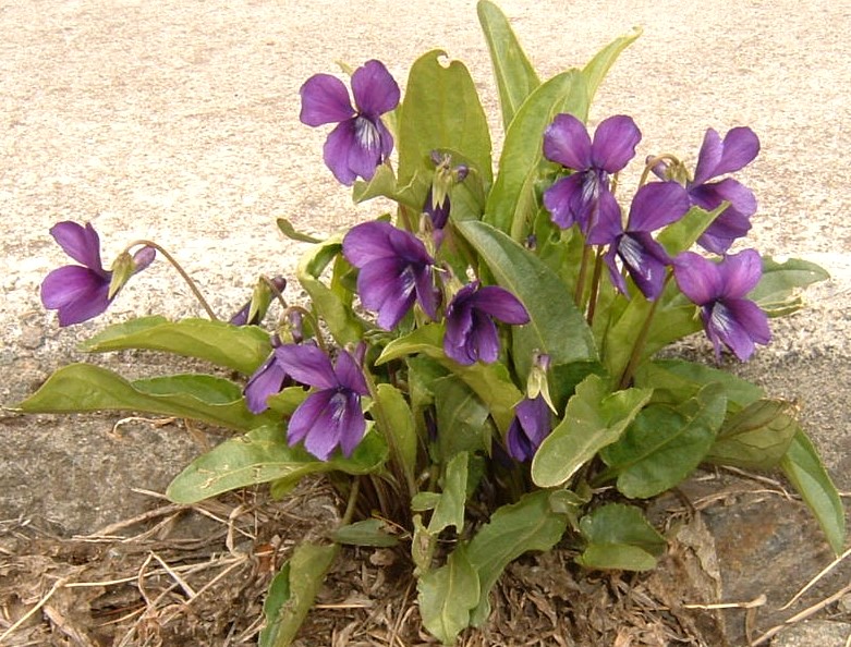 すみれの花咲く頃《NaturalLife129_’23.4》 | 栃木県宇都宮市のさくら堂漢方薬局